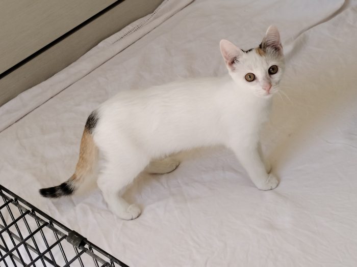 Gattina di 3 mesi - media 4