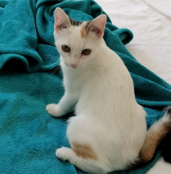 Gattina di 3 mesi - media 5