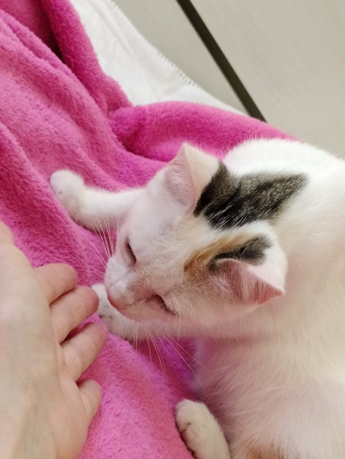 Gattina di 3 mesi - media 6