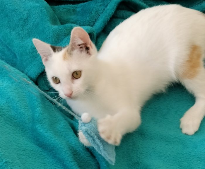 Gattina di 3 mesi