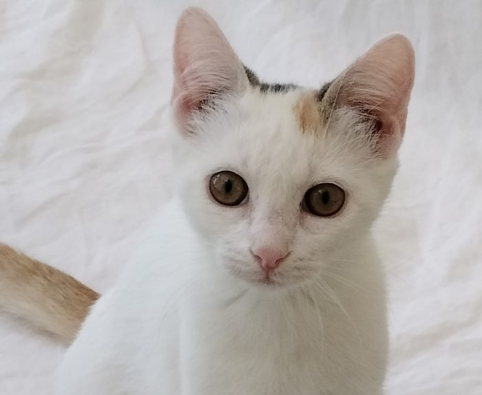 Gattina di 3 mesi - media 7