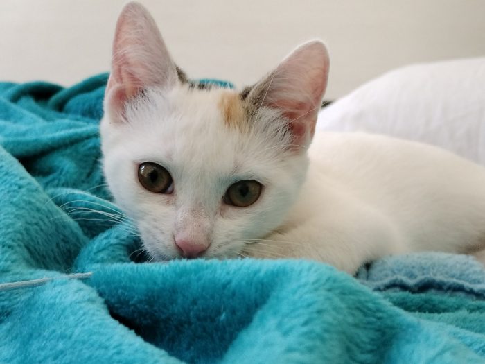 Gattina di 3 mesi - media 8