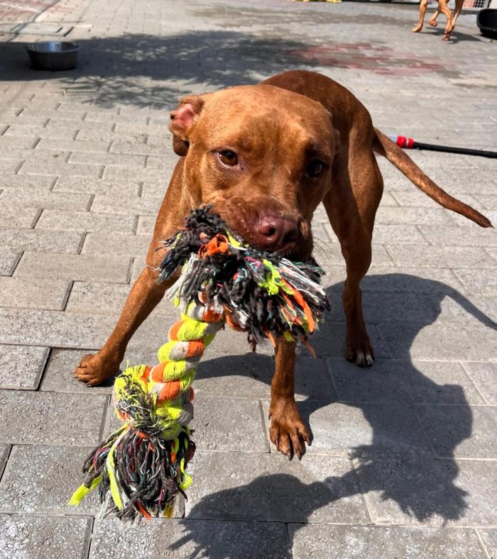ALMA BELLISSIMA PIT