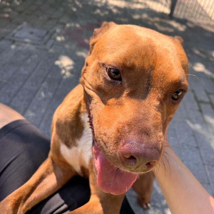 ALMA BELLISSIMA PIT