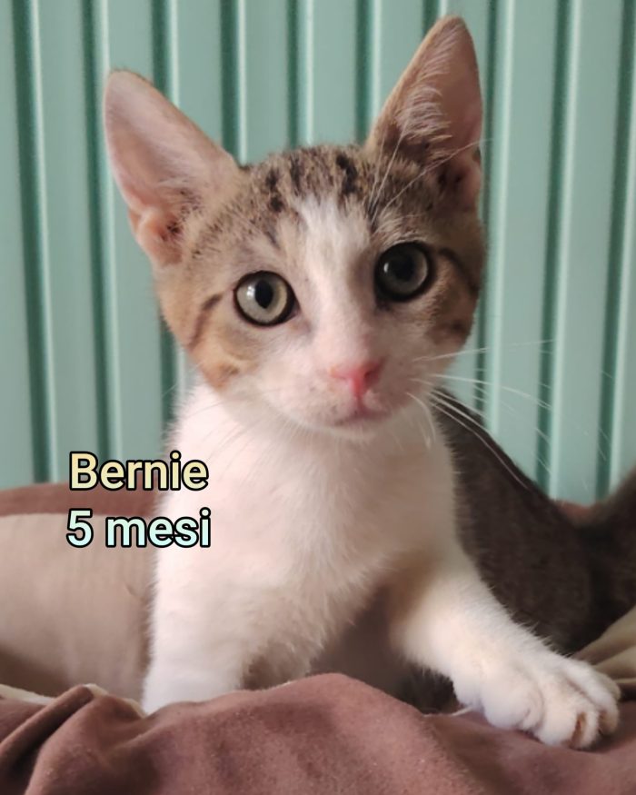 Stupendi gattini!