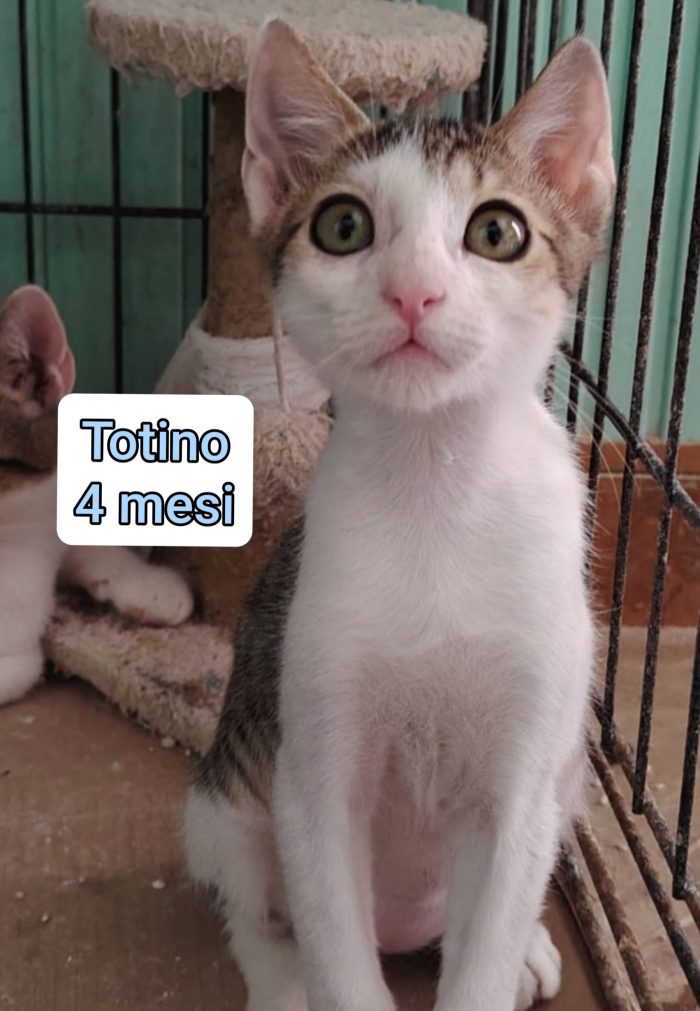 Stupendi gattini! - media 6