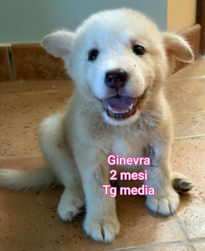 Cuccioli di 2 mesi
