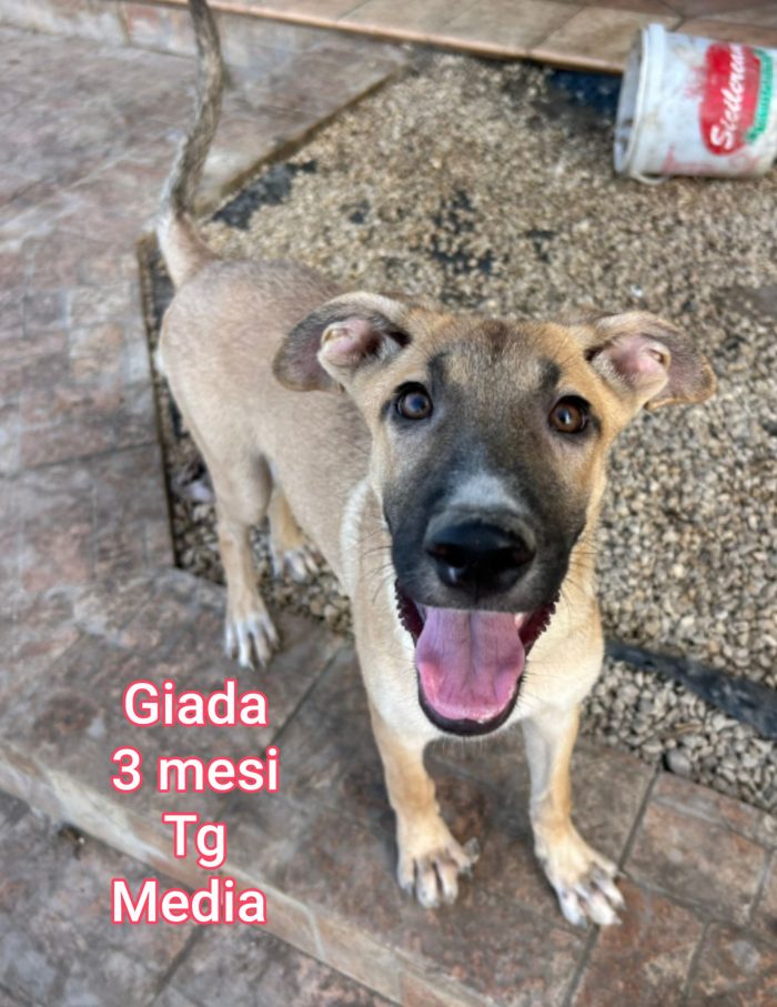 Cuccioli di 2 mesi - media 6