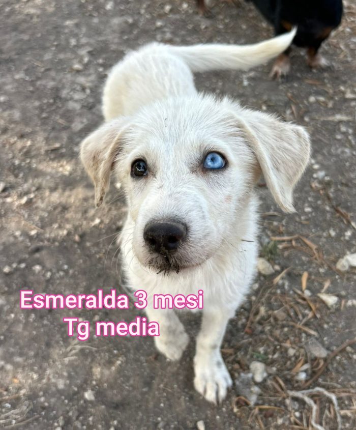 Cuccioli di 2 mesi - media 7