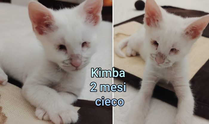 Mici in cerca di famiglie - media 5