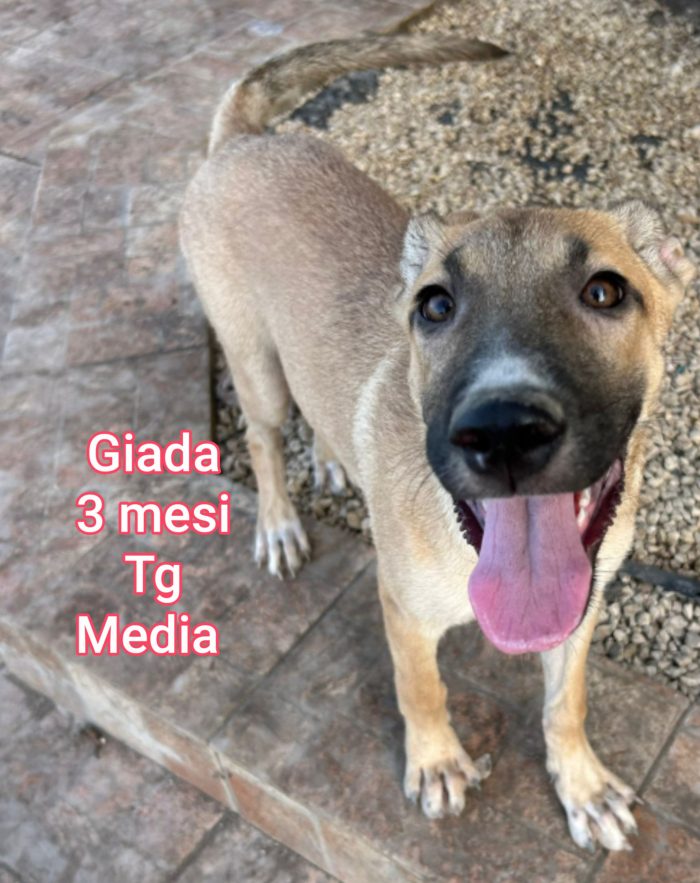 Cuccioli da salvare..
