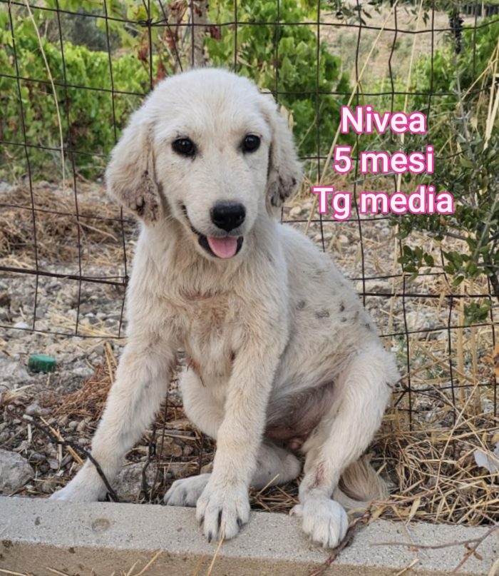 Cuccioli da salvare..