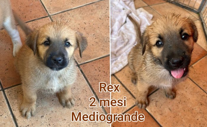 Troppi cuccioli abbandonati