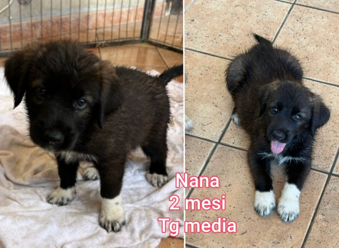 Troppi cuccioli abbandonati - media 4