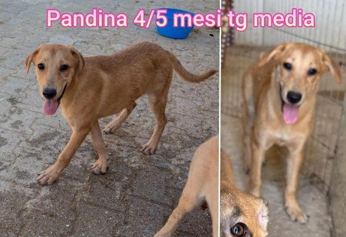 Troppi cuccioli abbandonati - media 8