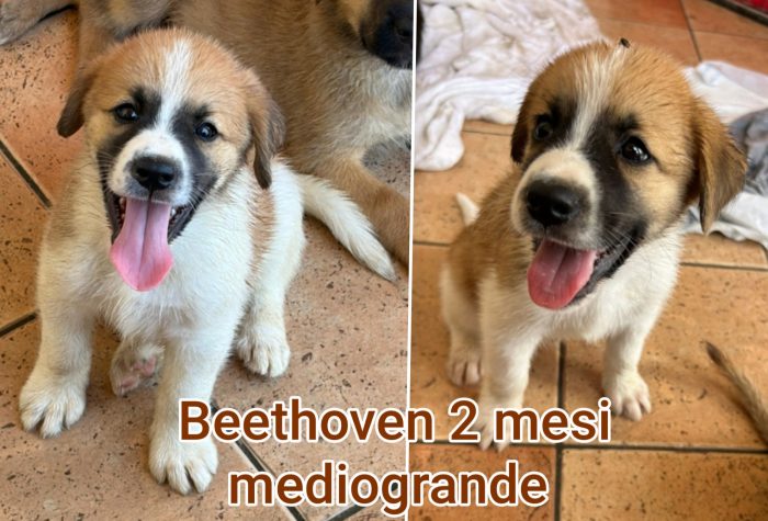 Troppi cuccioli abbandonati - media 6