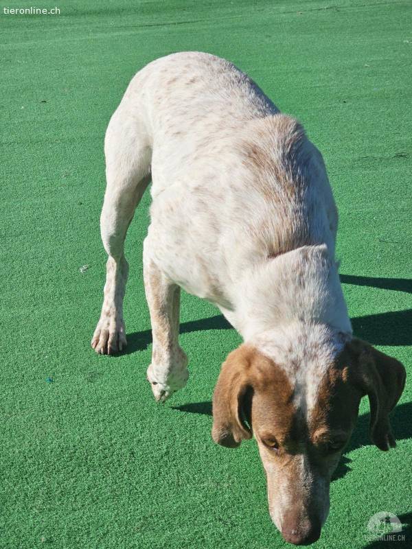 Un posto nel tuo cuore: adotta Lucky