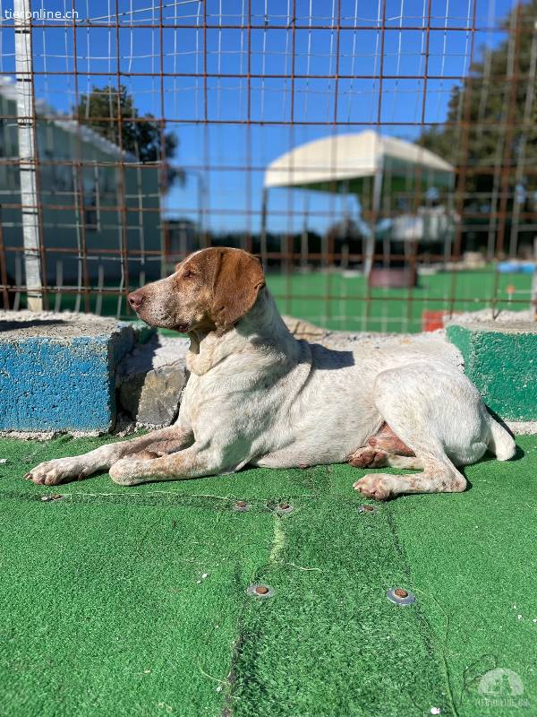 Un posto nel tuo cuore: adotta Lucky - media 5