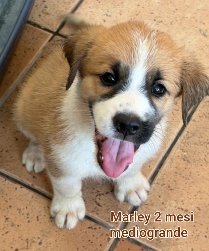 SALVATE UN CUCCIOLO - media 6