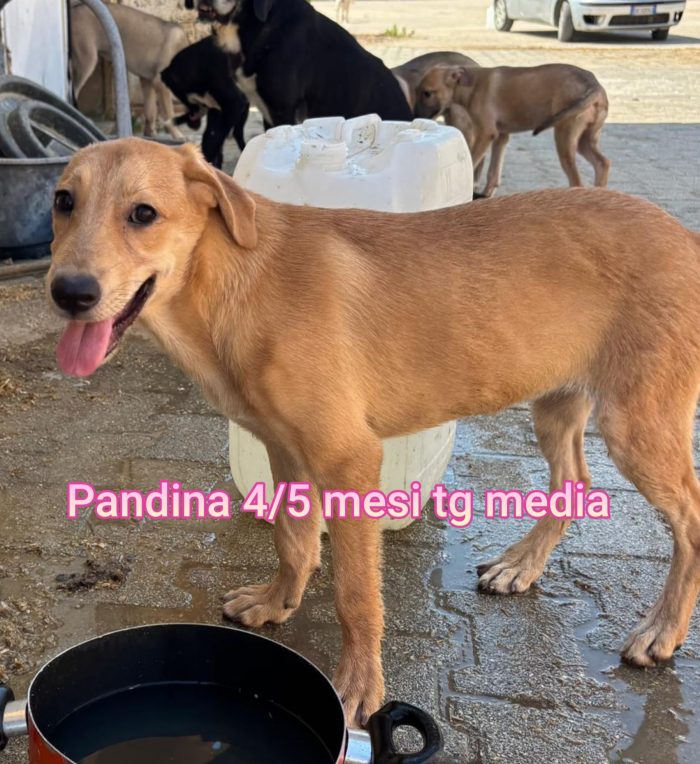 SALVATE UN CUCCIOLO - media 5