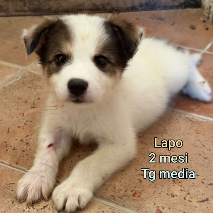 2 mesi: cuccioli senza casa