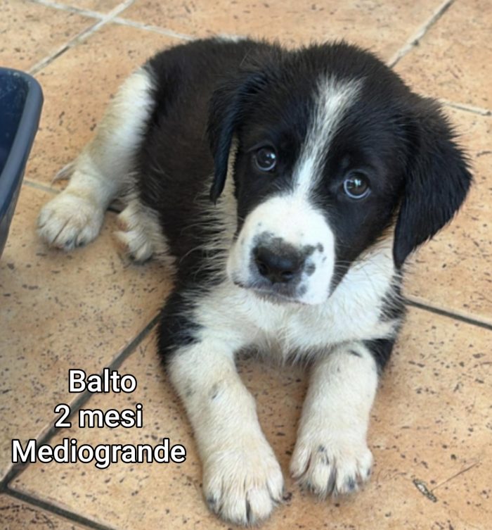 2 mesi: cuccioli senza casa