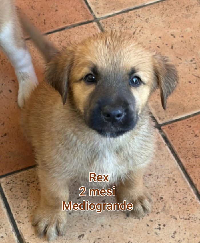 2 mesi: cuccioli senza casa