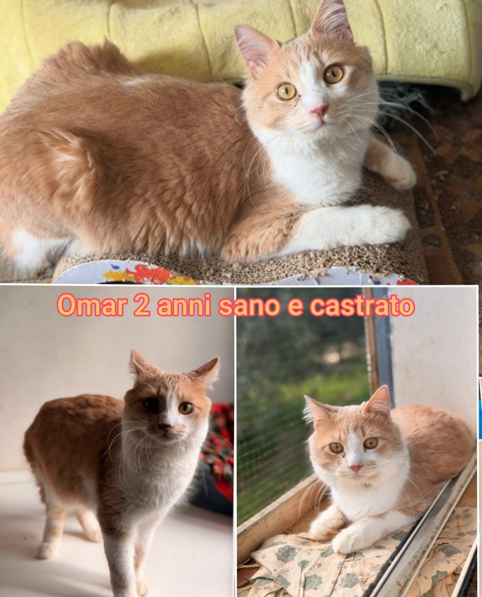 Telefona x un gatto - media 9