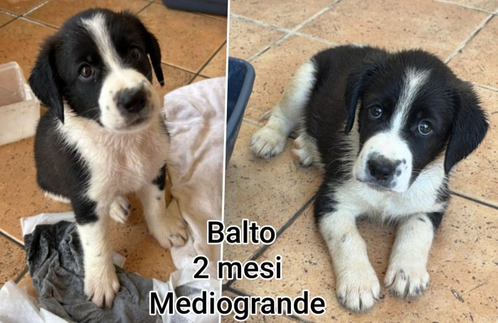 Telefonate per un cucciolo