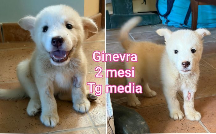 Telefonate per un cucciolo