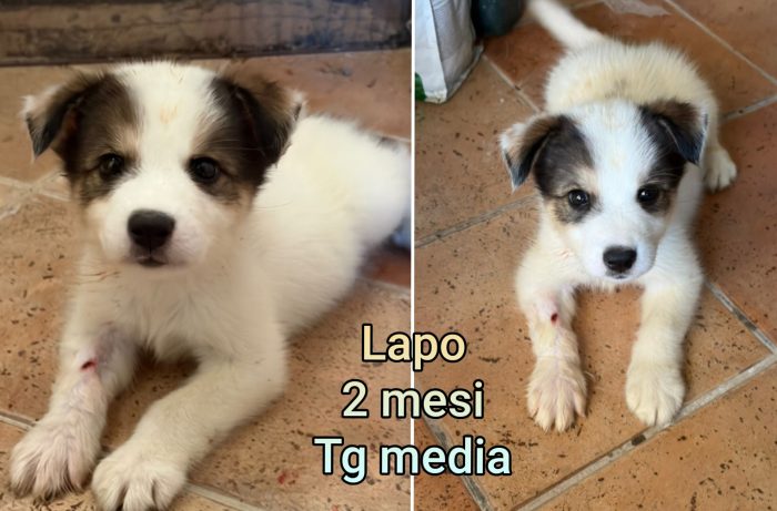 Telefonate per un cucciolo - media 6