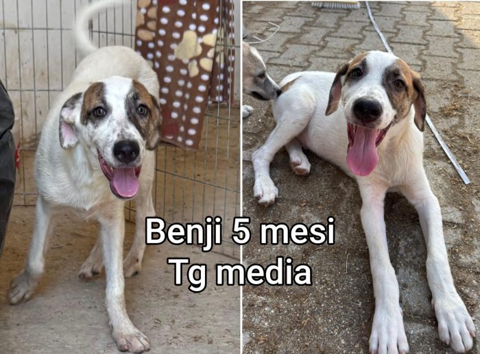 Telefonate per un cucciolo - media 5
