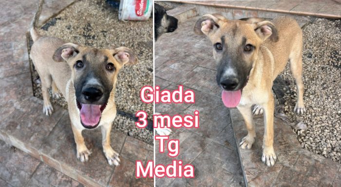 Telefonate per un cucciolo - media 4