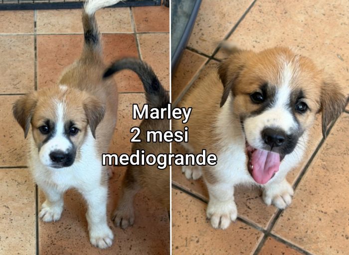 Telefonate per un cucciolo - media 8