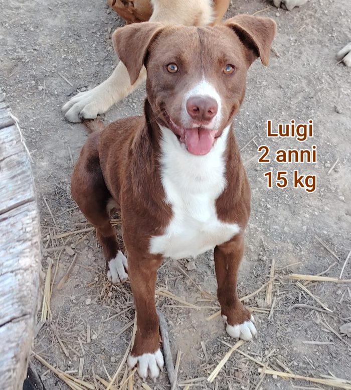 Piccoli cani cercano amore - media 4