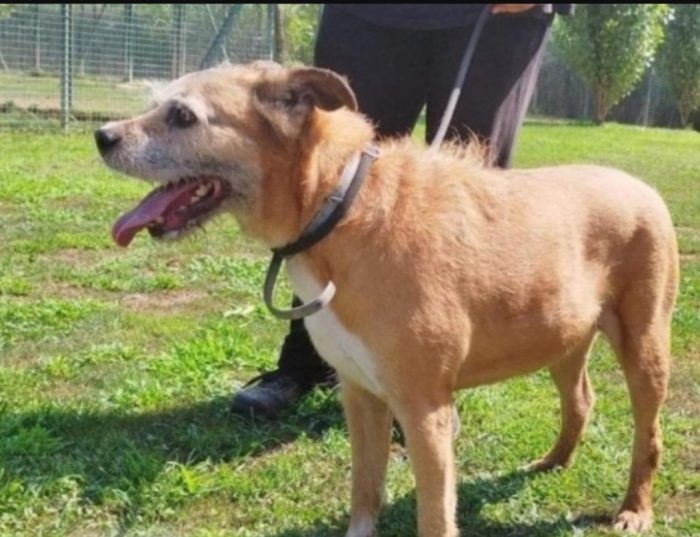 11anni,padrone deceduto 2anni fa PROV.AVIA
