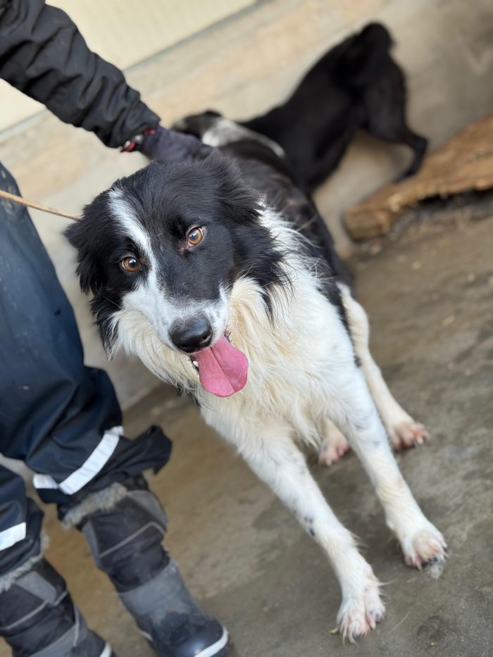 Blacky il border collie