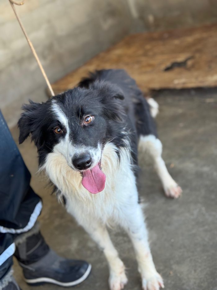 Blacky il border collie