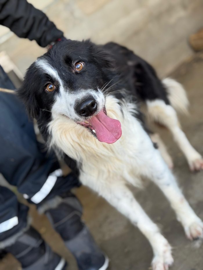 Blacky il border collie