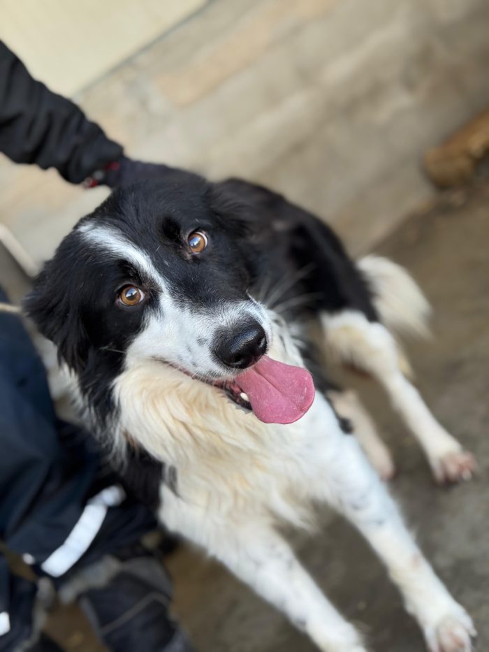 Blacky il border collie - media 4