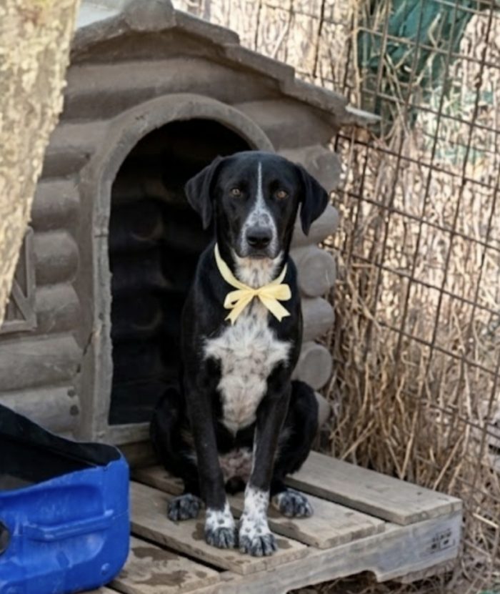 Ambra bellissima cucciola in adozione