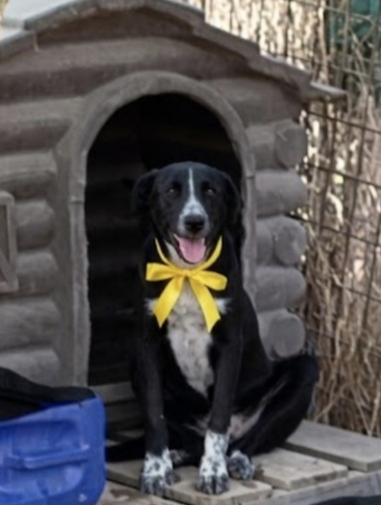Ambra bellissima cucciola in adozione