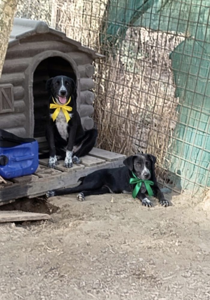 Ambra bellissima cucciola in adozione - media 5