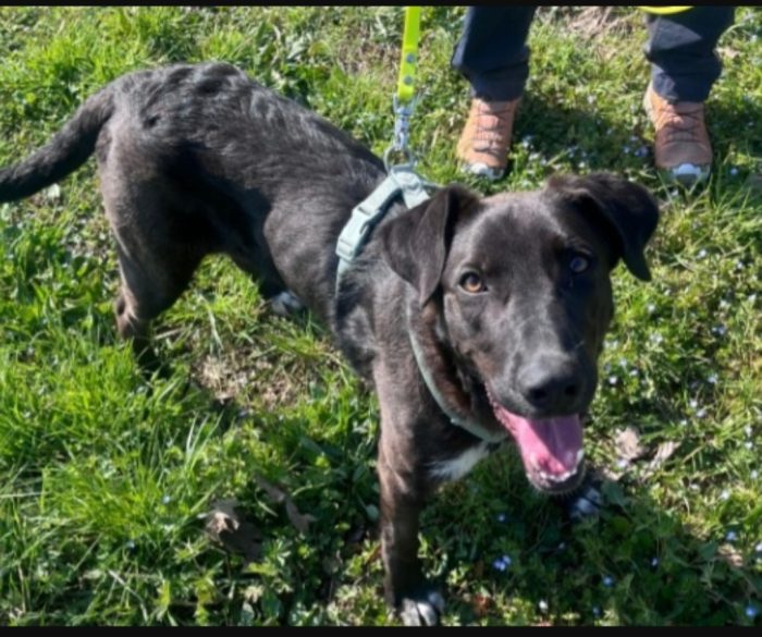 Aky 2anni salito 18mesi fa,ANCORA IN BOX!! HELP MILANO - media 4