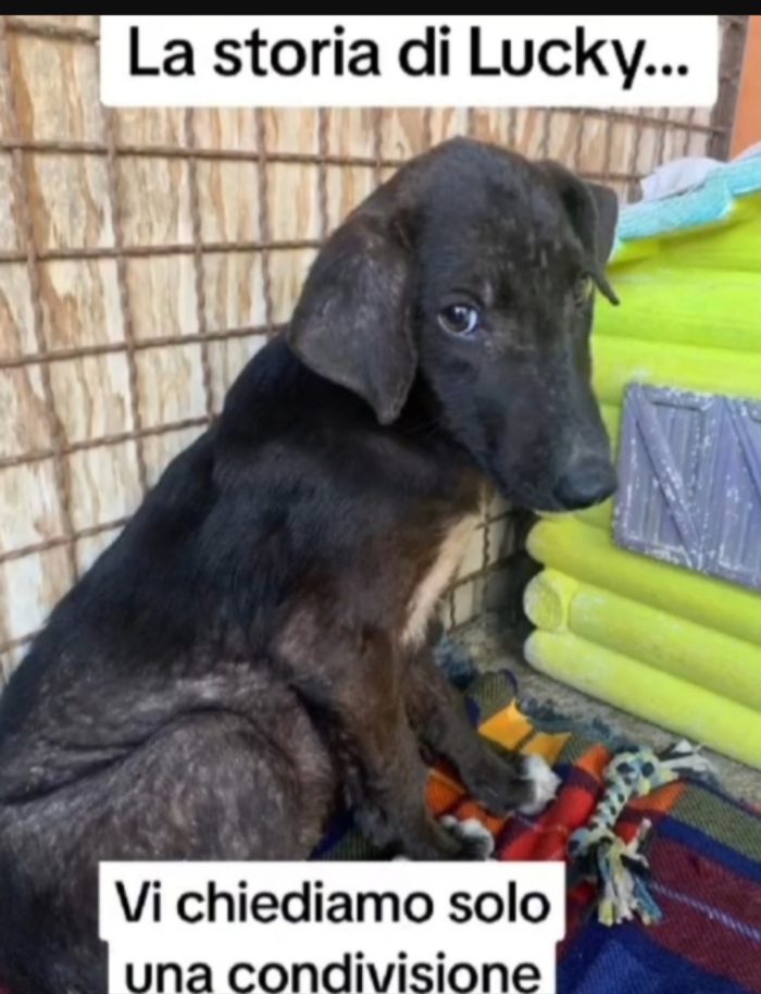 Aky 2anni salito 18mesi fa,ANCORA IN BOX!! HELP MILANO - media 8