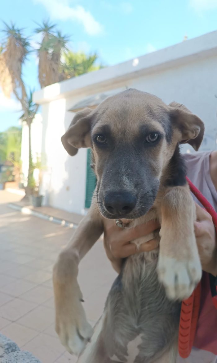 Giada splendida cucciola in canile cerca casa