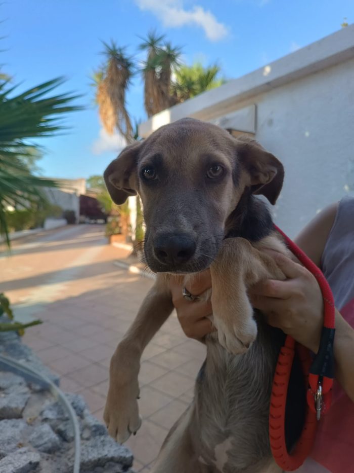 Giada splendida cucciola in canile cerca casa