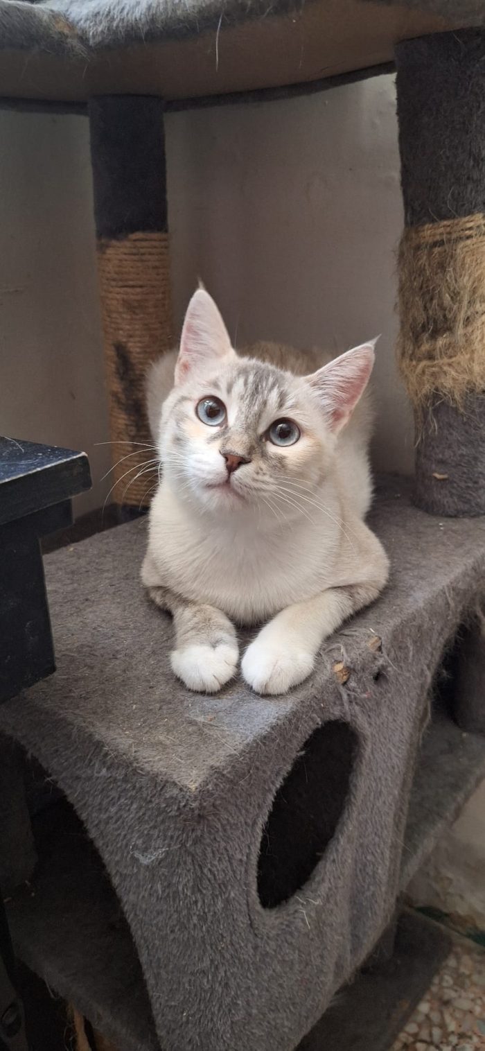 Perla, occhi azzurri e un cuore dolcissimo