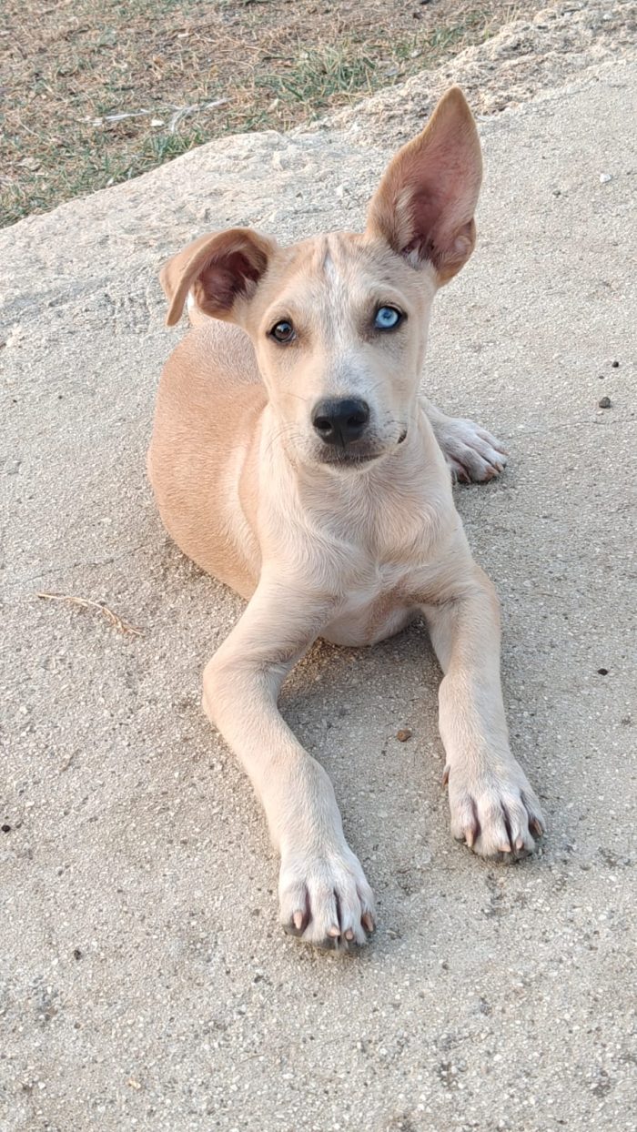 Lucio cucciolo di 3 mesi