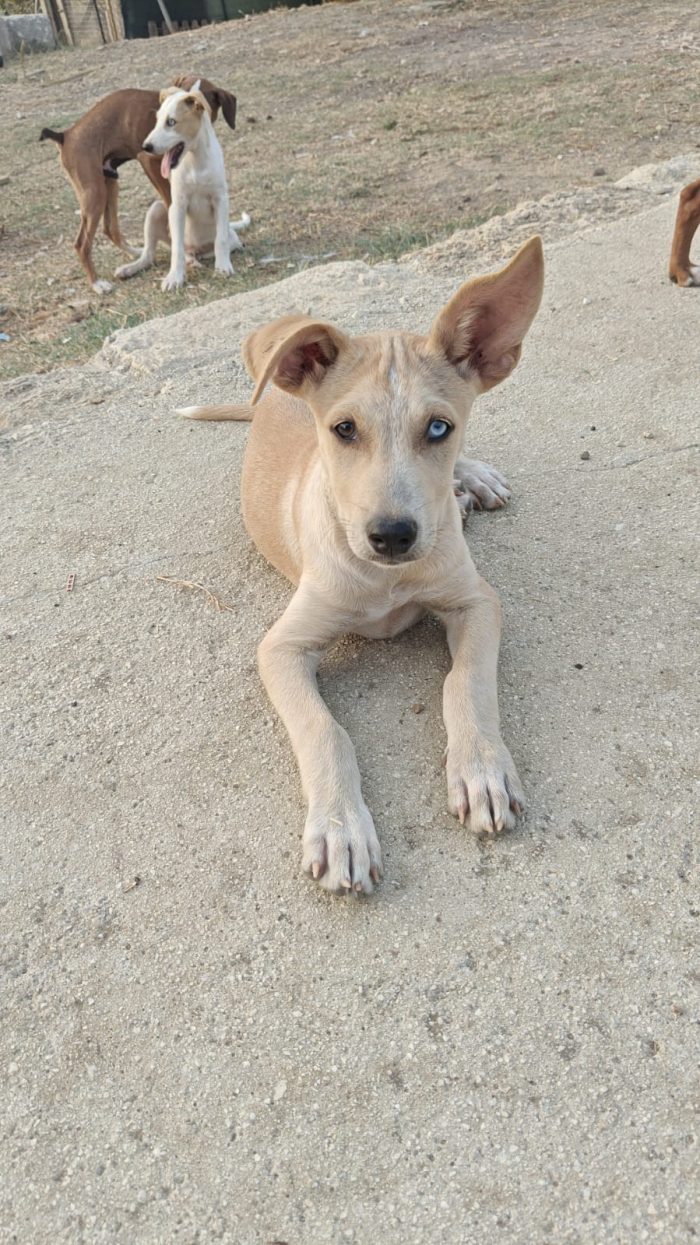 Lucio cucciolo di 3 mesi